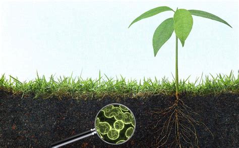 Microbiota del suolo