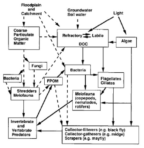 Diagramma del Microbial Loop