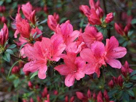 Azalea in fiore