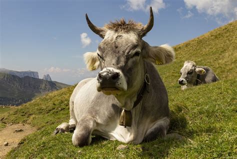 Illustrazione storica di allevatori che conducono una mucca al toro