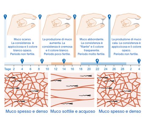 Tabella riassuntiva del Metodo Billings e interpretazione del muco cervicale