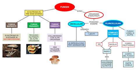 Mappa concettuale del percorso di fertilità: dall'anamnesi alla gravidanza