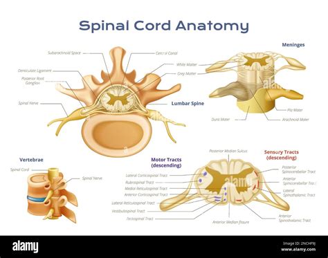Diagramma anatomico del midollo spinale e delle vertebre