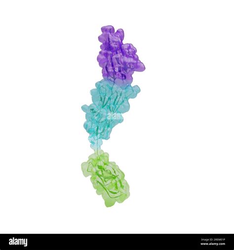 Illustrazione del gene VANGL1 e della proteina che codifica