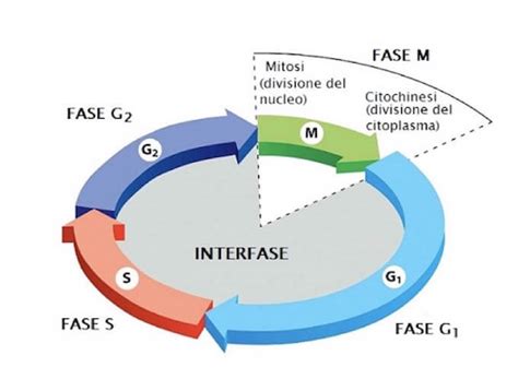 rappresentazione stilizzata del ciclo cellulare e della fecondazione in laboratorio