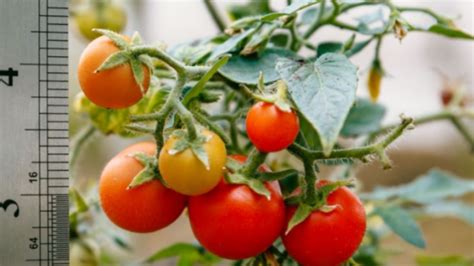 pianta di pomodori rigogliosa