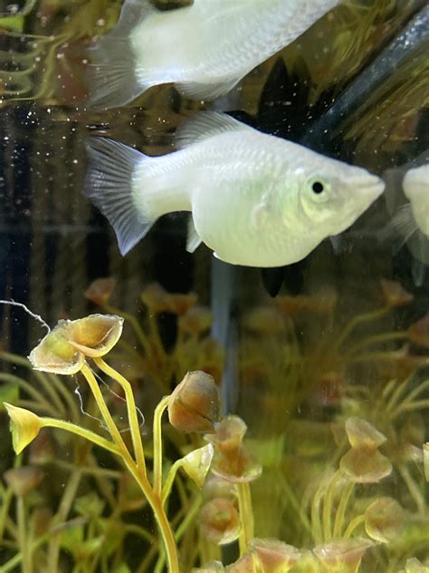 Molly fish pregnant signs diagram