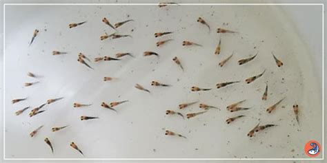 Molly fish fry in planted tank