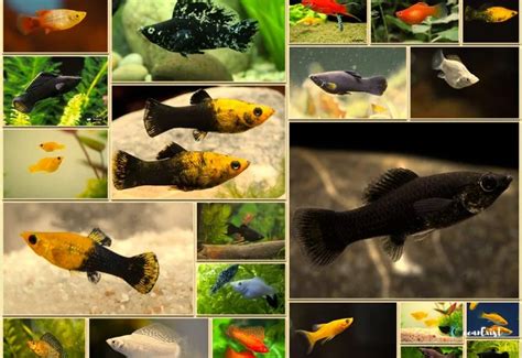 Various types of Molly fish