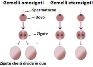 concepimento dei gemelli omozigoti e dei gemelli eterozigoti