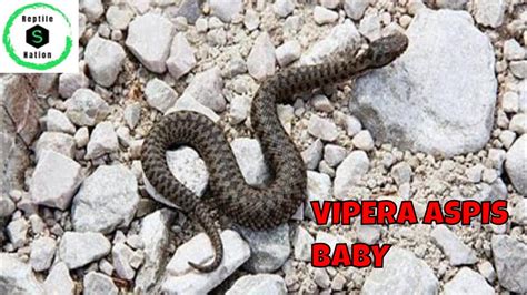 Vipera berus con piccoli appena nati