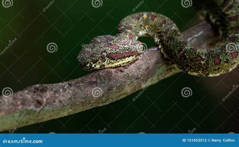 Vipera di Bush su un ramo