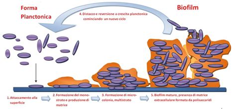 Diagramma della formazione del biofilm batterico