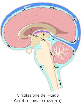 Schema del sistema ventricolare cerebrale e del circolo del liquor