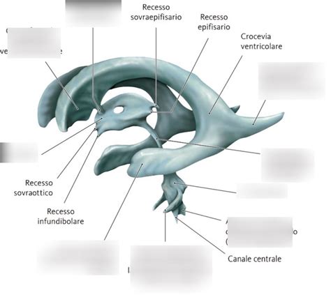 Immagine ecografica fetale che mostra ventricoli cerebrali dilatati