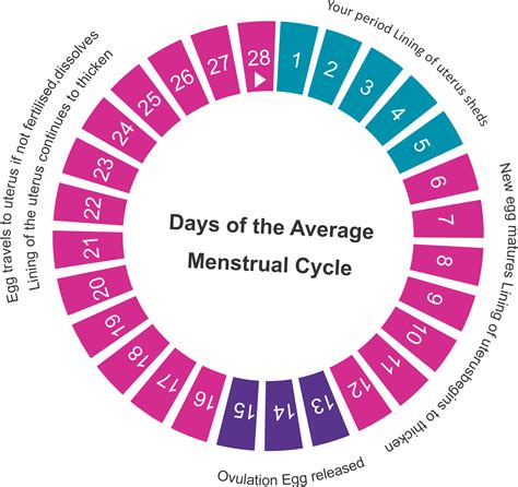 Calendar with marked irregular menstrual cycle days