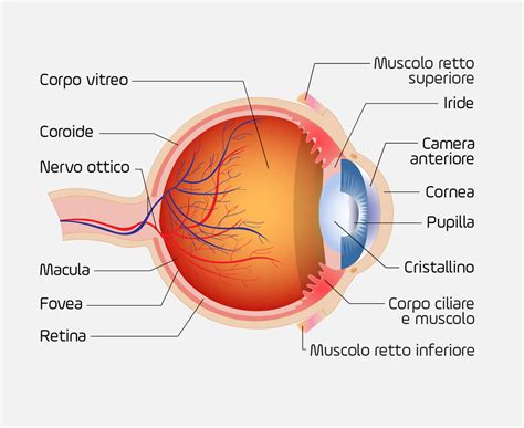 rappresentazione anatomica dell'occhio umano e dell'epicanto
