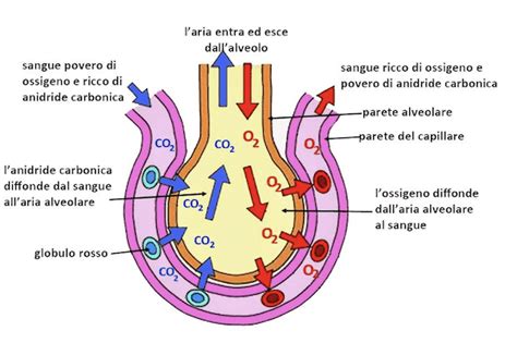 schema che mostra i benefici della circolazione dell'aria nei tessuti naturali