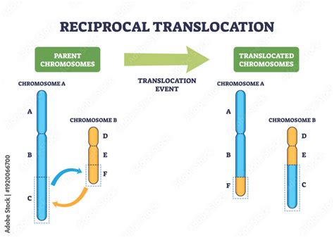A diagram illustrating the reciprocal self-giving in marriage