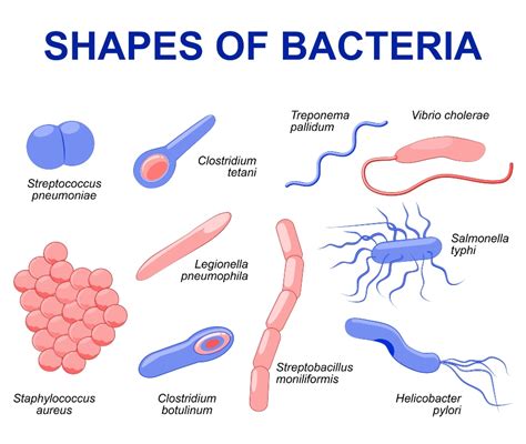 Microscopio che mostra il batterio Bordetella pertussis