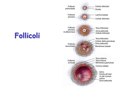 Schema dei follicoli ovarici in crescita e stimolazione