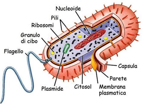 rappresentazione microscopica di ureaplasma e struttura batterica