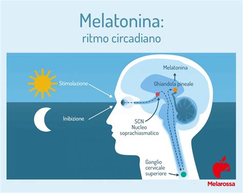 rappresentazione stilizzata della ghiandola pineale e della sintesi di melatonina