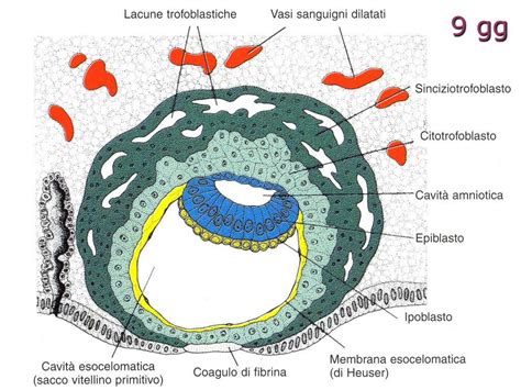 rappresentazione grafica dell'impianto embrionale in utero