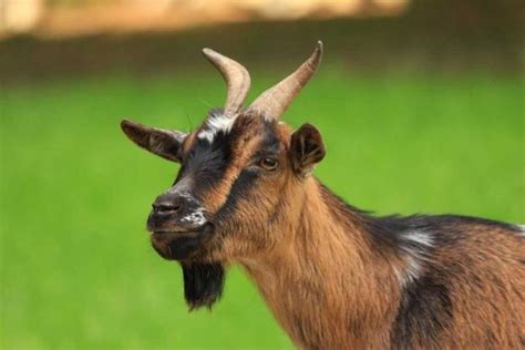 Capra tibetana adulta con i suoi tratti distintivi