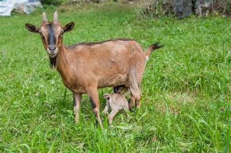 Cucciolo di capra tibetana allattato