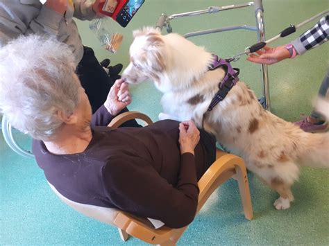 Capre tibetane in attività di pet therapy