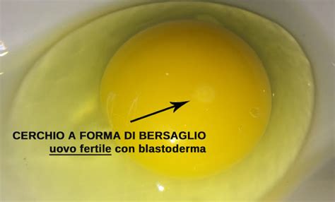 Blastoderma su tuorlo di uovo fecondato