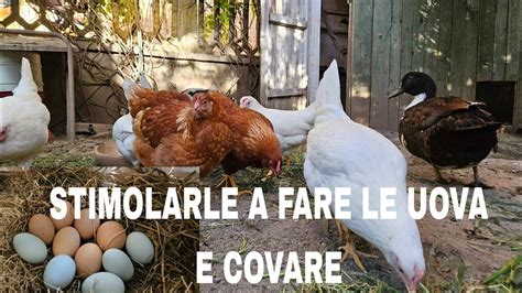 Ambiente ideale per la cova