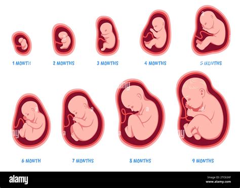 Illustrazione del feto nel grembo materno