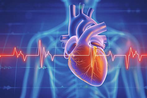 diagramma che mostra il calo della frequenza cardiaca e della temperatura corporea di una marmotta durante il letargo