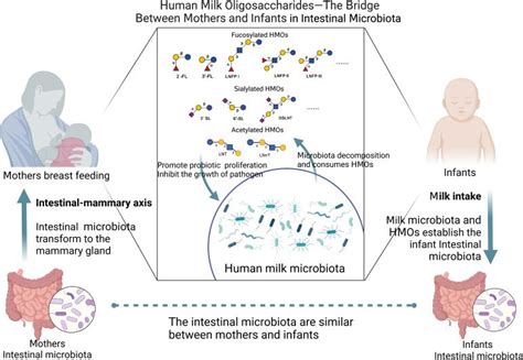 illustrazione scientifica che mostra il legame tra allattamento materno e sviluppo del sistema immunitario