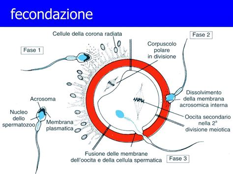infografica che illustra le fasi della fecondazione in vitro e della coltura embrionale