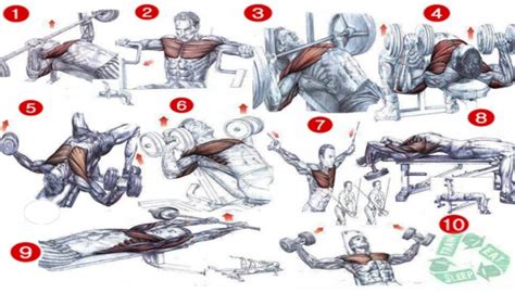 Esercizi per muscoli pettorali