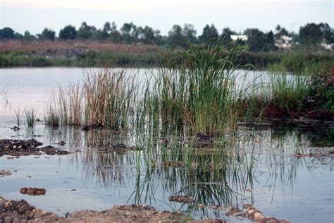Paesaggio delle Paludi Mesopotamiche con vegetazione e canali