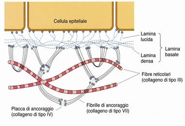 rappresentazione microscopica della rigenerazione epiteliale sulla membrana amniotica