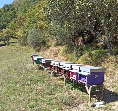 apiario professionale in ambiente collinare