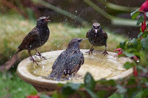 Uccelli che si bagnano in una vaschetta in giardino