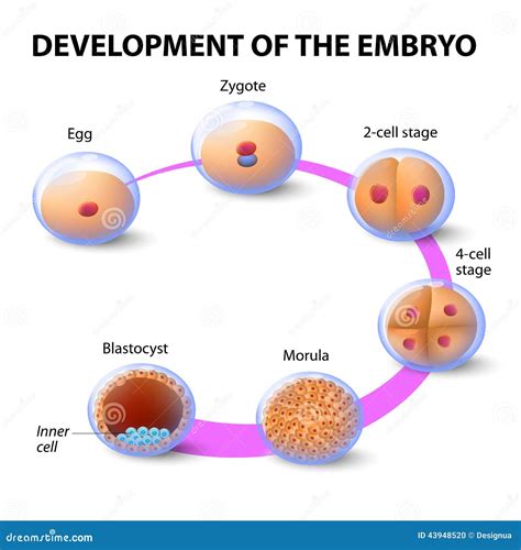 diagramma delle diverse fasi di sviluppo dell'embrione in laboratorio