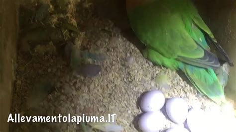 Inseparabili coppia nel nido