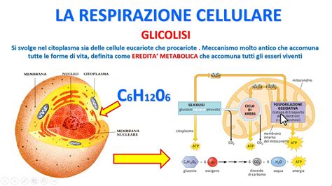 Rappresentazione della vitrificazione cellulare