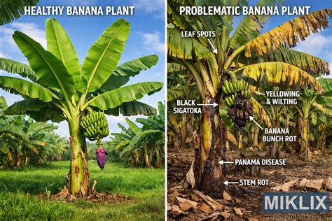 Contrasto tra una pianta sana e una malnutrita