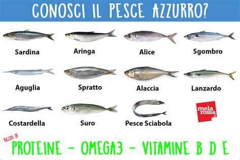 pesce azzurro e pesce di grossa taglia