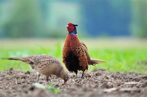 fagiano maschio e femmina in ambiente naturale