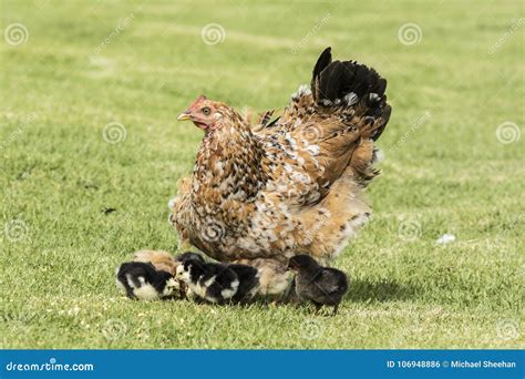 Gallina con i suoi pulcini