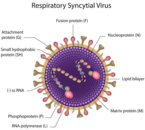 Struttura del Virus Respiratorio Sinciziale